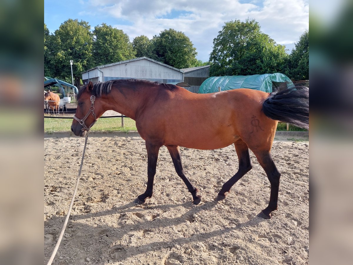 Hispano Araber Stute 22 Jahre 156 cm Brauner in Gro&#xDF;harrie