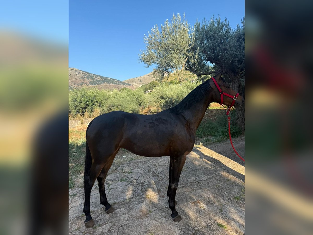 Hispano Araber Stute 4 Jahre 167 cm Dunkelbrauner in Capri Leone