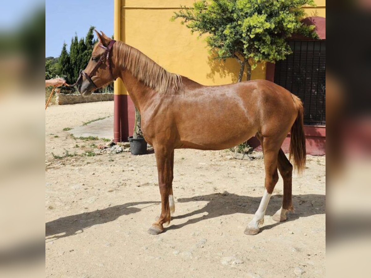 Hispano Araber Stute 5 Jahre 157 cm Fuchs in Chiclana de la Fronterra