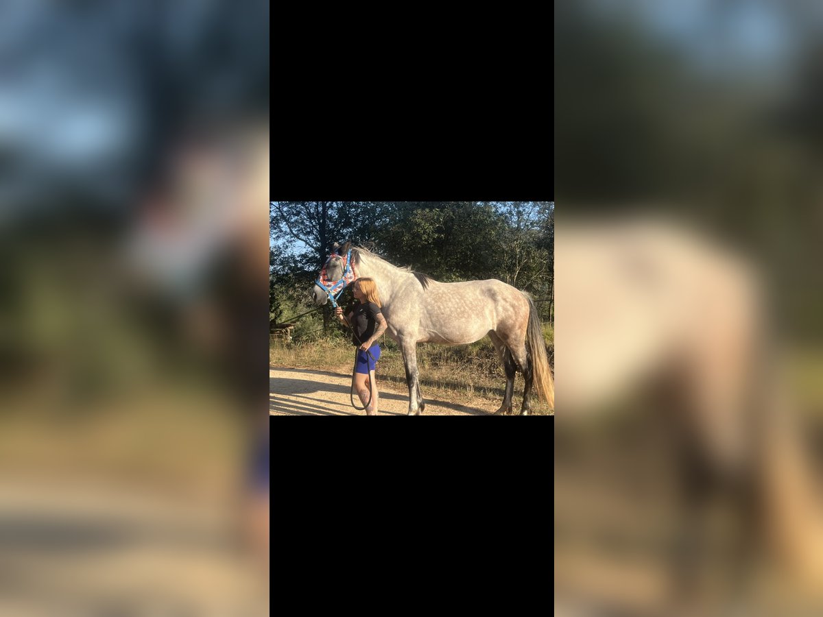 Hispano Araber Stute 6 Jahre 157 cm Schimmel in Tordera