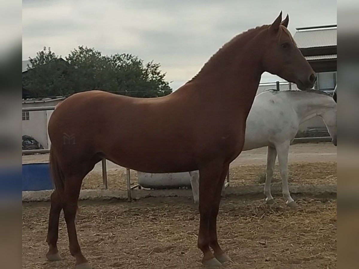 Hispano Araber Stute 8 Jahre 159 cm Fuchs in Sutullena