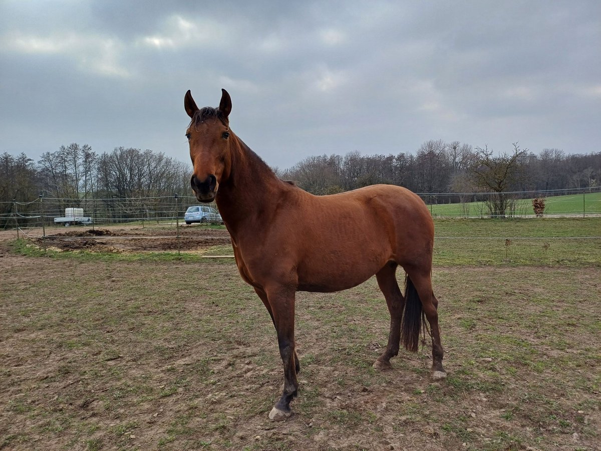 Hispano Araber Stute 9 Jahre 160 cm Brauner in Oberschwarzach