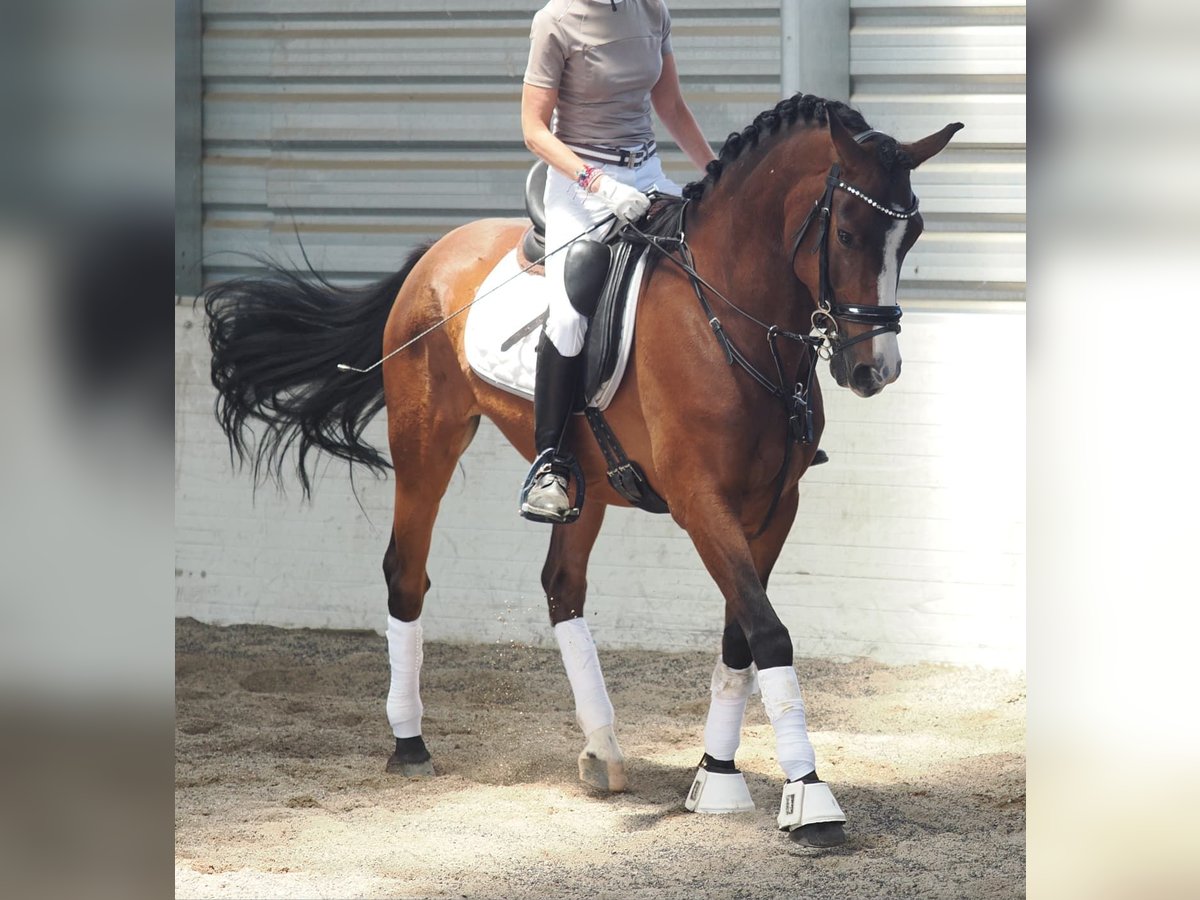Hispano Araber Mix Wallach 10 Jahre 150 cm Dunkelbrauner in Valdetorres De Jarama