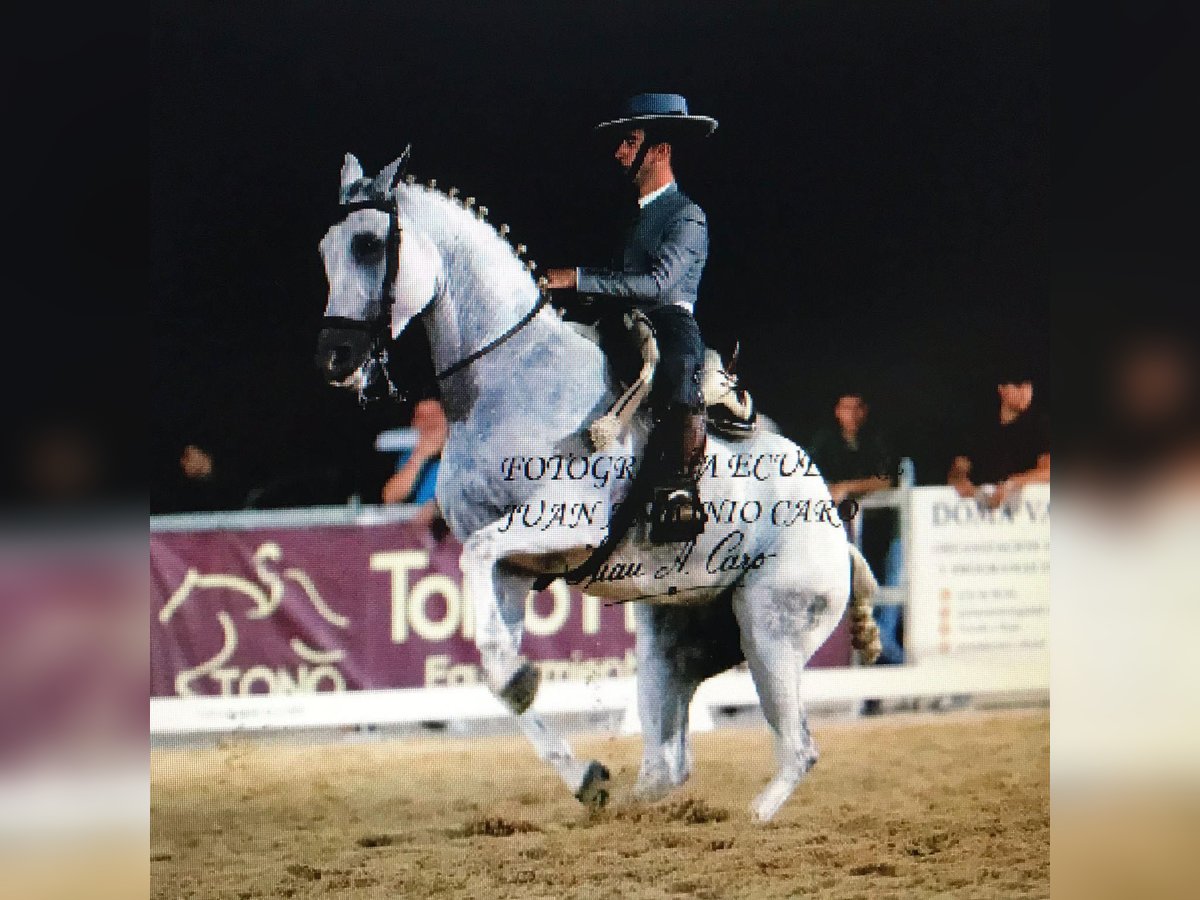 Hispano Araber Mix Wallach 13 Jahre 160 cm Schimmel in Sanlucar La Mayor