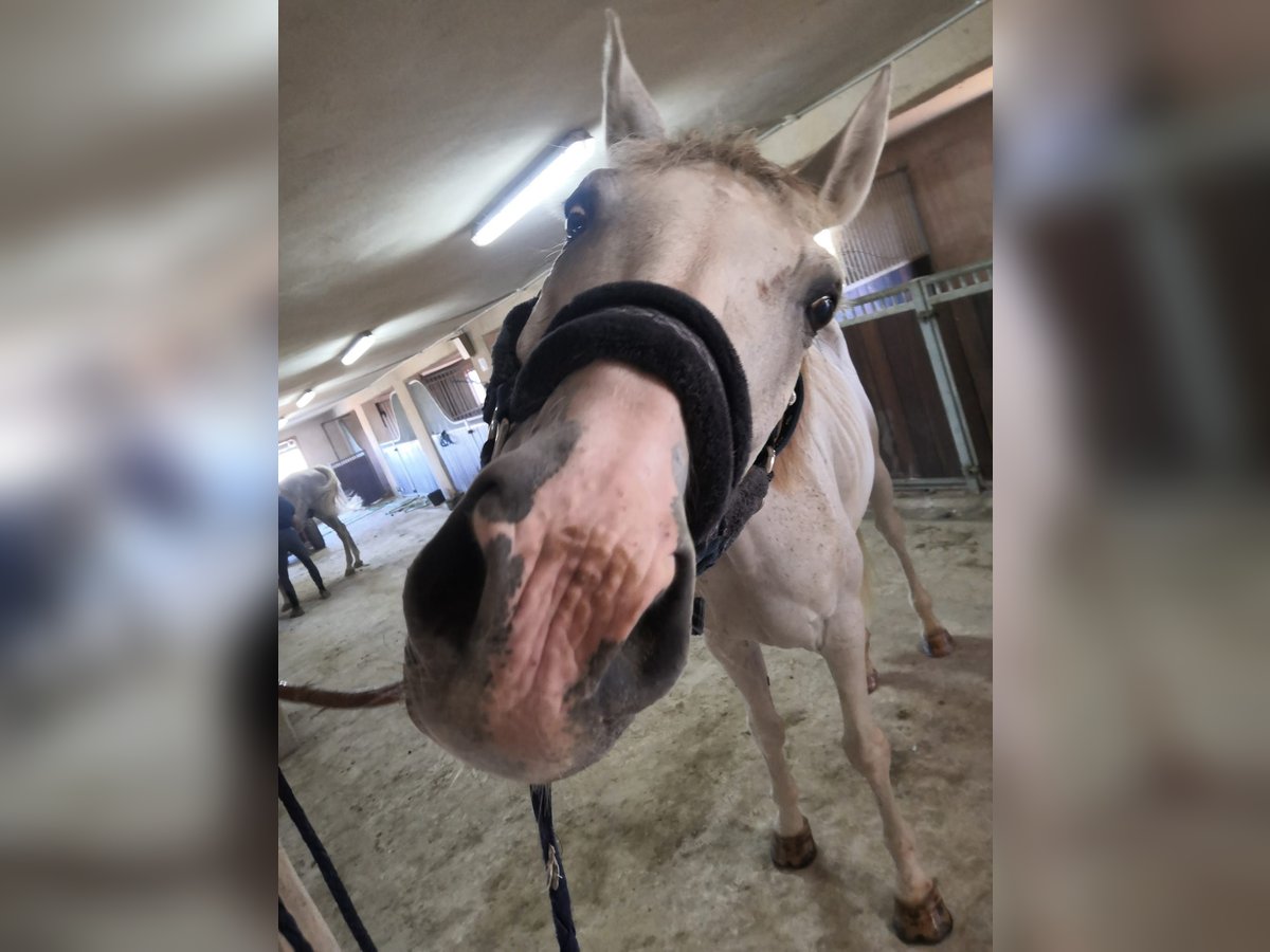 Hispano Araber Mix Wallach 15 Jahre 160 cm in Abrera