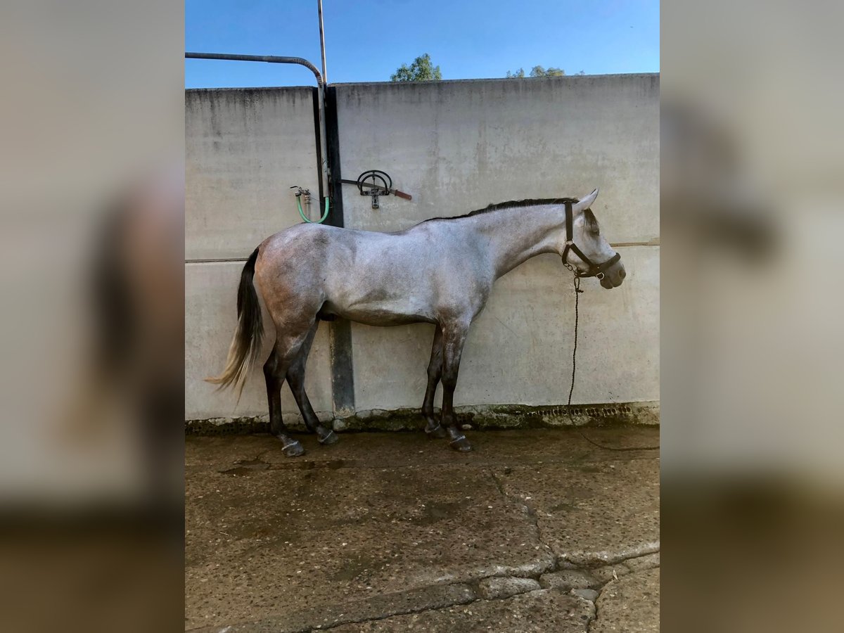 Hispano Araber Wallach 4 Jahre in Valencina De La Concepcion