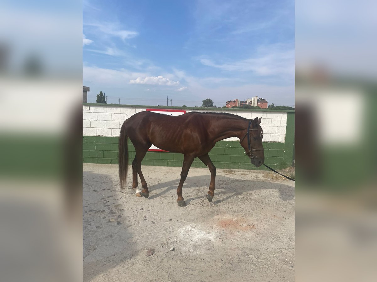 Hispano Araber Wallach 5 Jahre Fuchs in Madrid