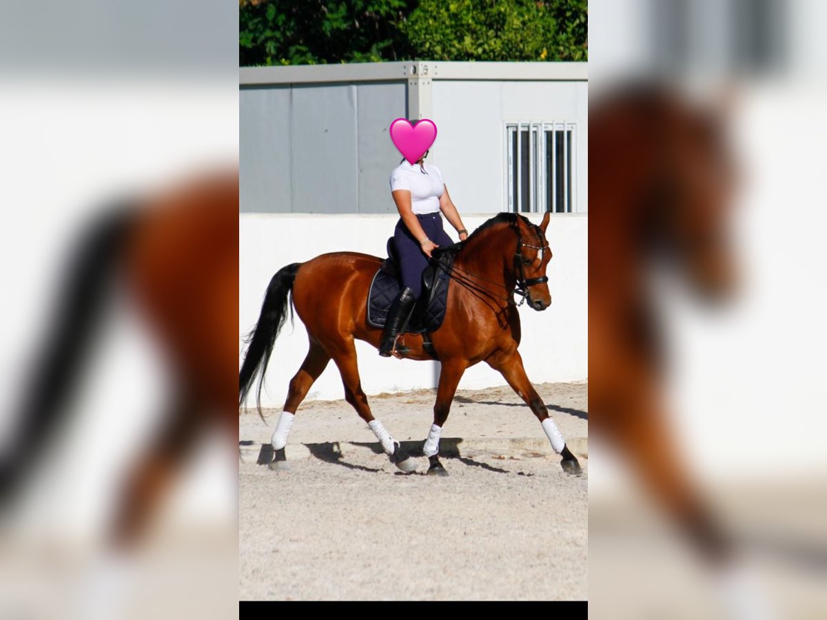 Hispano Araber Wallach 6 Jahre 164 cm Brauner in Alhaur&#xED;n el Grande