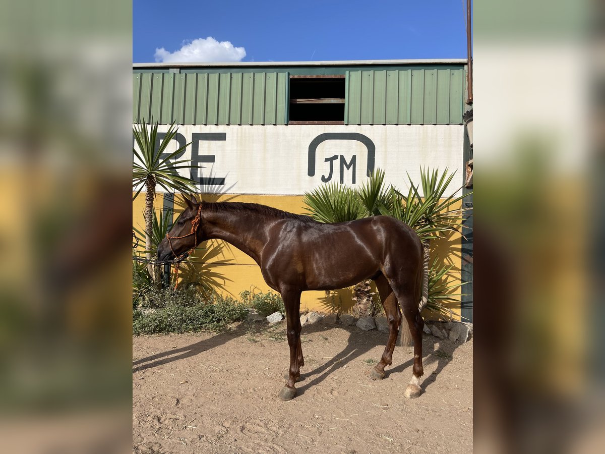 Hispano Araber Wallach 7 Jahre 162 cm Fuchs in Lora del Río