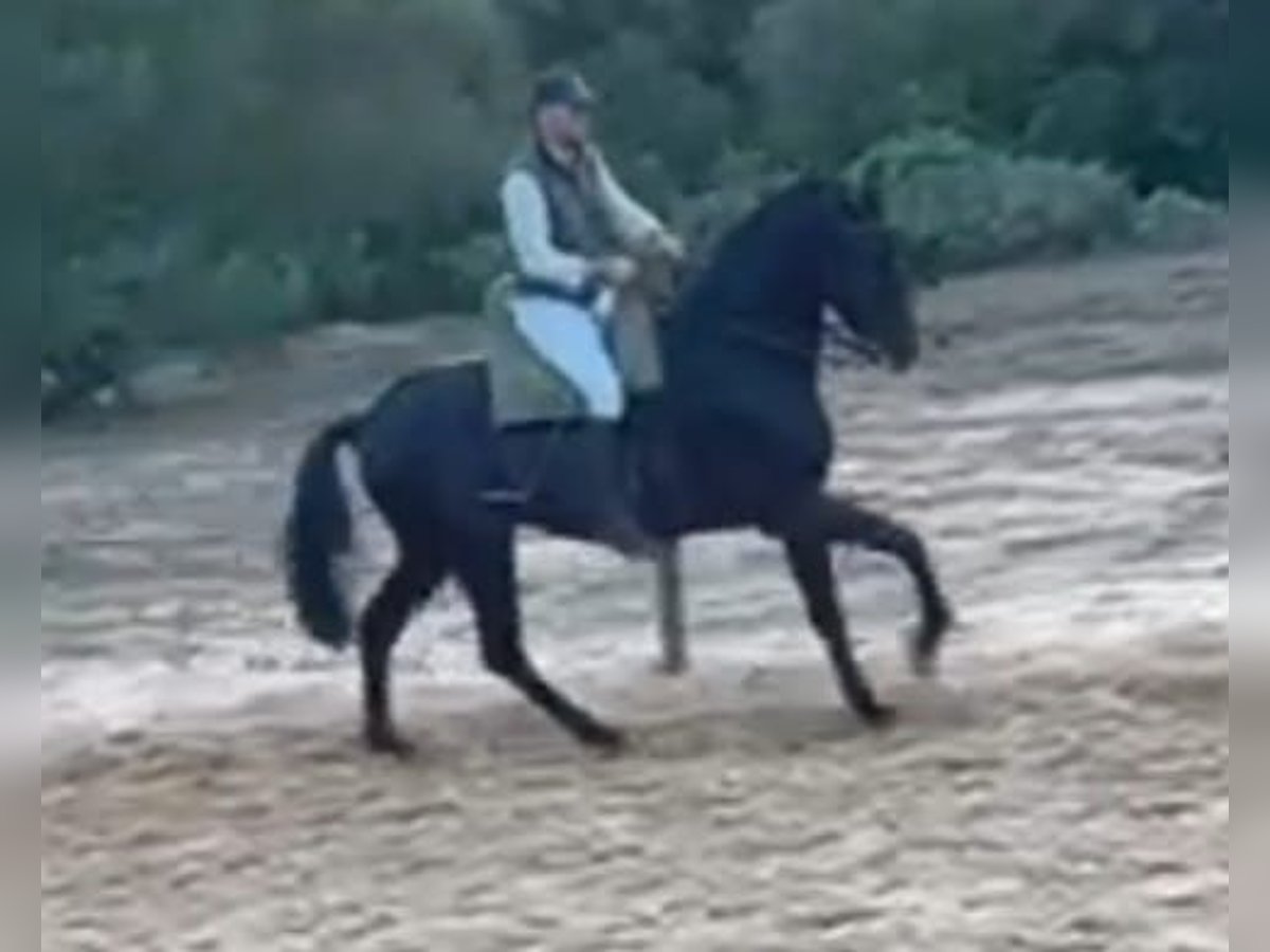 Hispano Araber Wallach 7 Jahre 172 cm Rappe in Chiclana de la Frontera