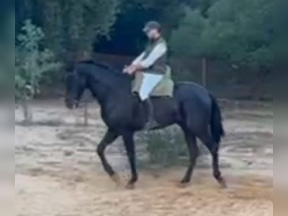 Hispano Araber Wallach 7 Jahre 172 cm Rappe in Chiclana de la Frontera