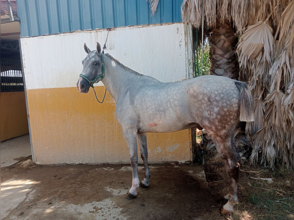 Hispano Araber Wallach 9 Jahre 161 cm Schimmel in Cumbres Mayores