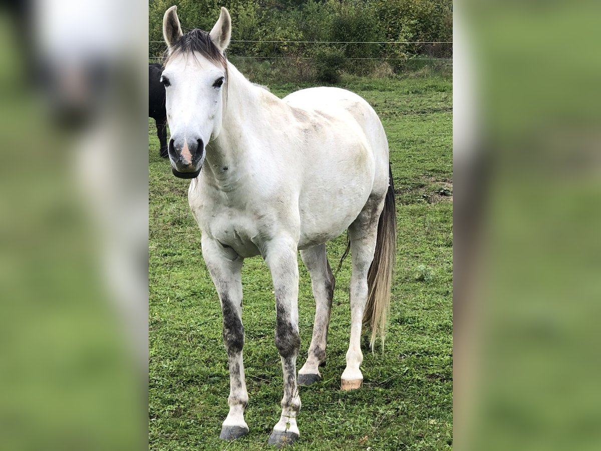 Hispano Arabian Gelding 10 years 14,2 hh Gray in St. Leonhard am HornerwaldSt Leonhard