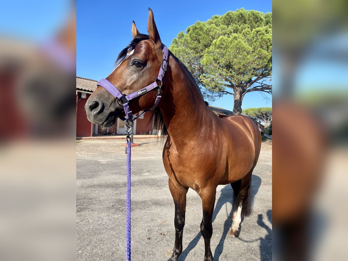 Hispano Arabian Gelding 10 years 14,2 hh Bay in Feldkirchen-Westerham