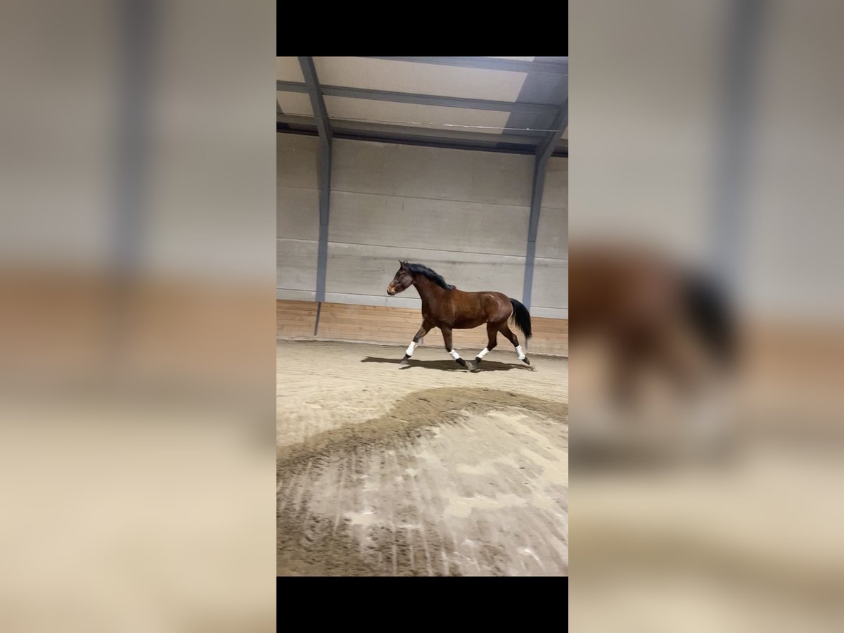 Hispano Arabian Gelding 4 years 15,1 hh Brown in El Barco De Avila