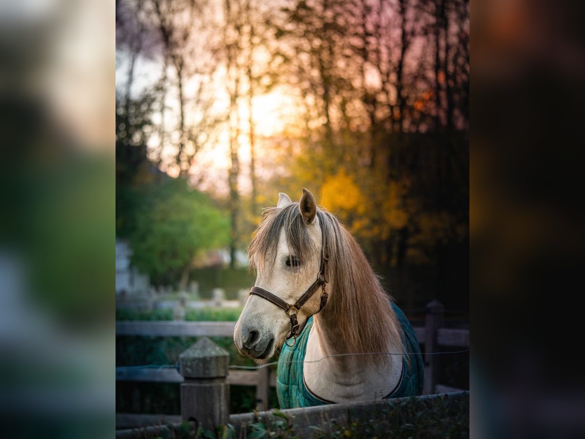 Hispano Arabian Gelding 5 years 14,2 hh White in Kampenhout