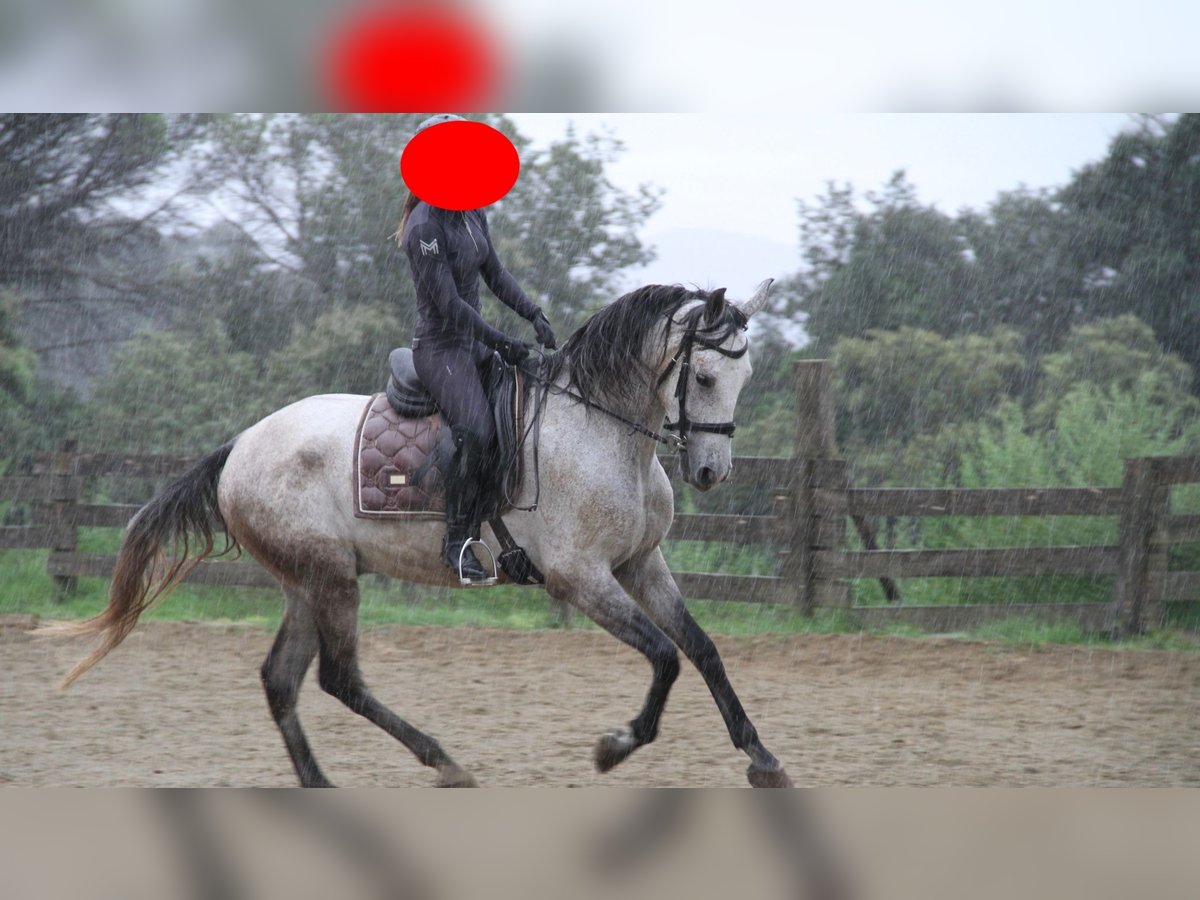 Hispano Arabian Gelding 6 years 16,1 hh Gray in Cassa De La Selva