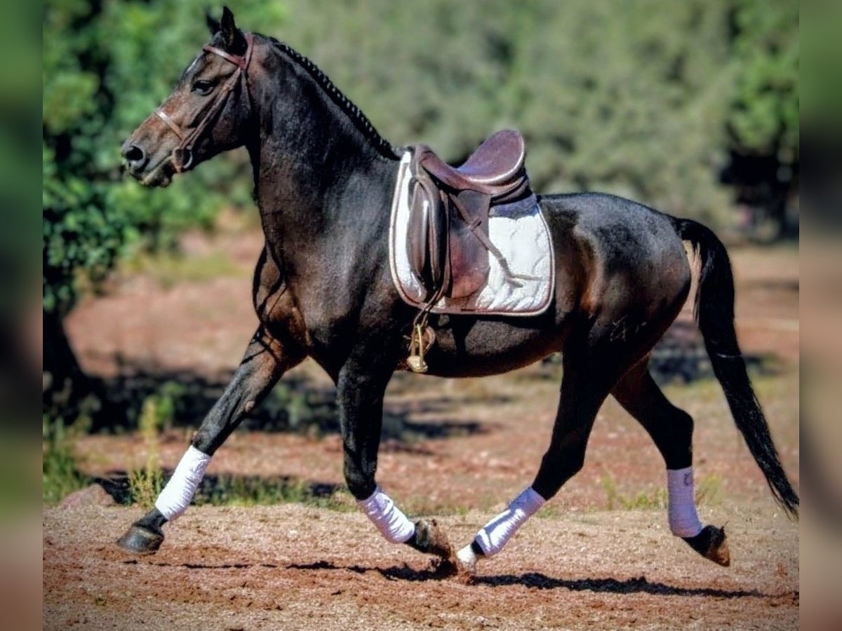 Hispano Arabian Mix Gelding 7 years 15,2 hh Smoky-Black in Valencia