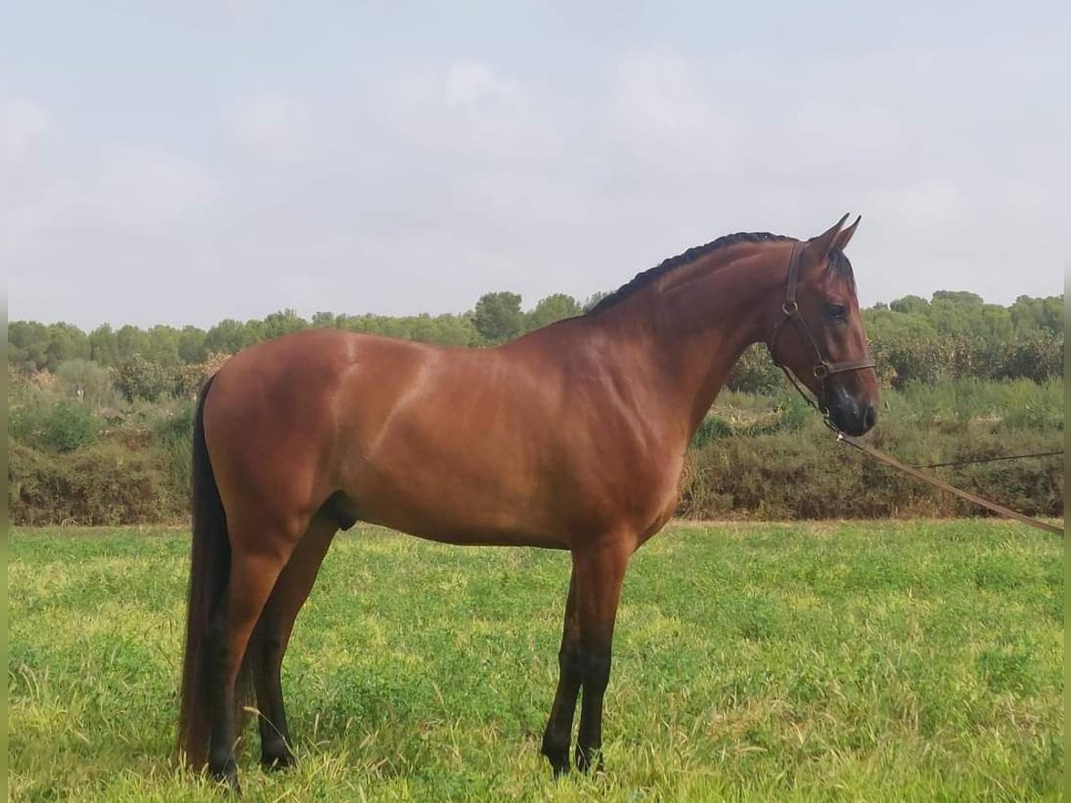 Hispano Arabian Gelding 7 years in Kontich