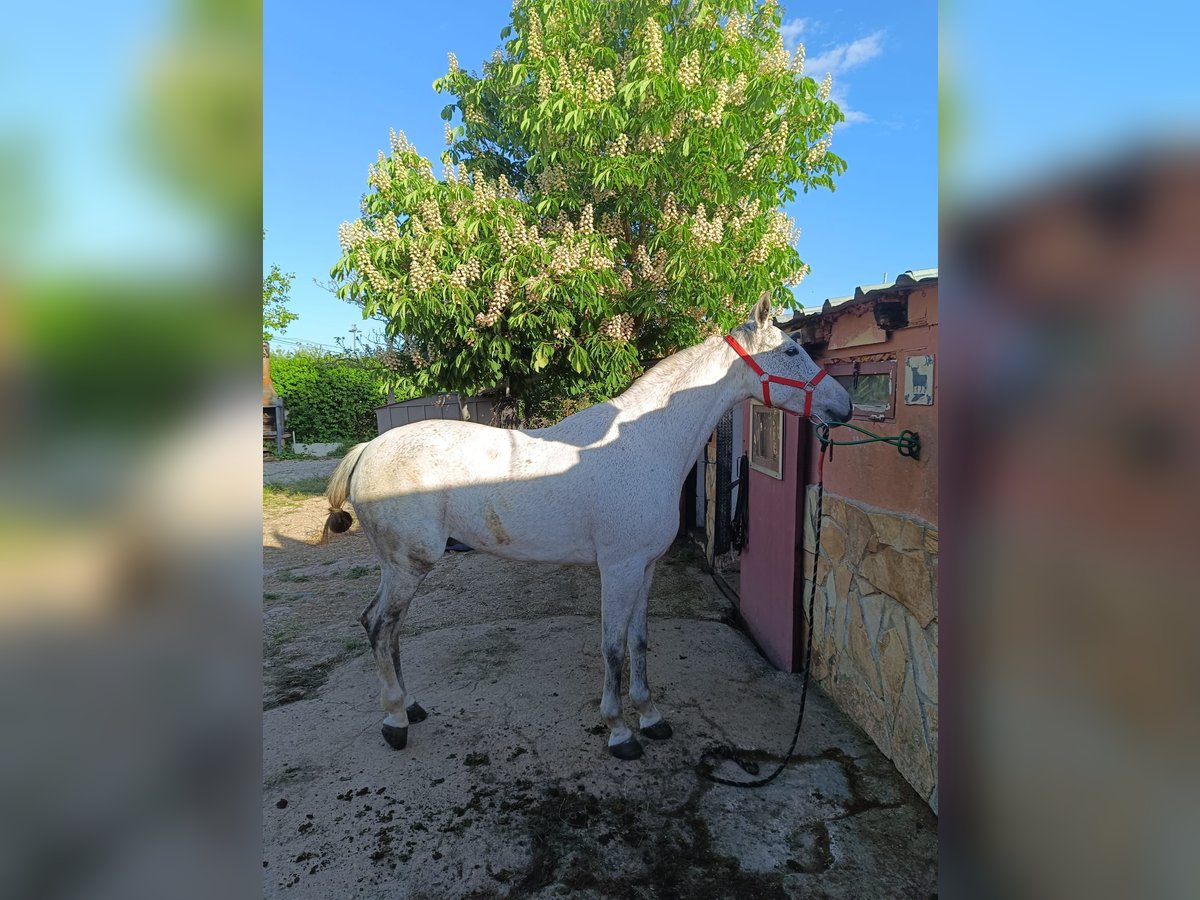 Hispano Arabian Gelding 8 years in Soria