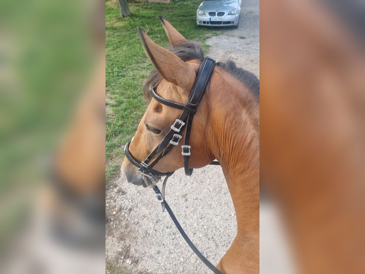 Hispano Arabian Mare 11 years 15 hh Brown in Efringen-Kirchen