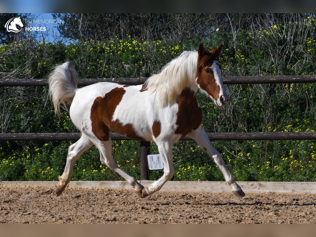 Hispano Arabian Mix Mare 12 years 15 hh Pinto in Menorca