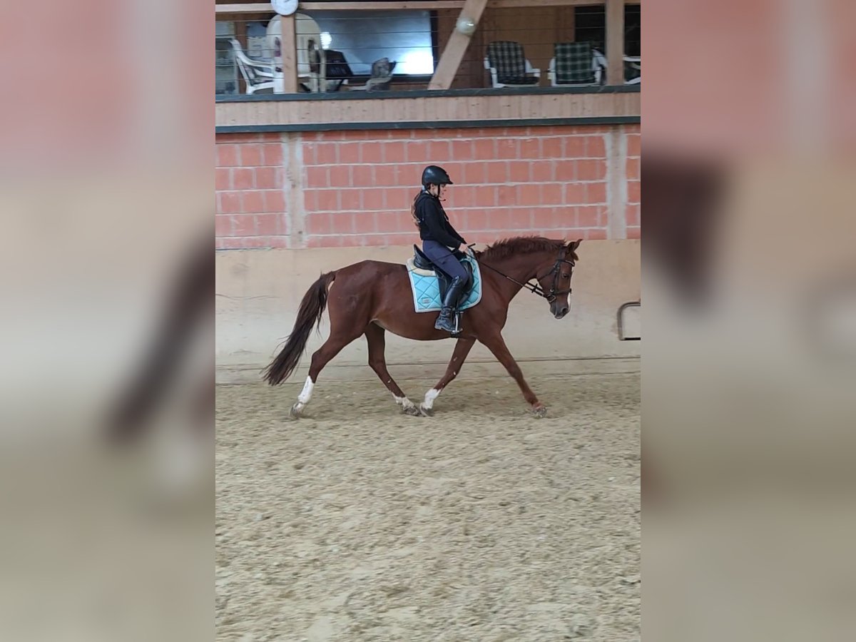 Hispano Arabian Mare 14 years 15,1 hh Chestnut-Red in Waldeck