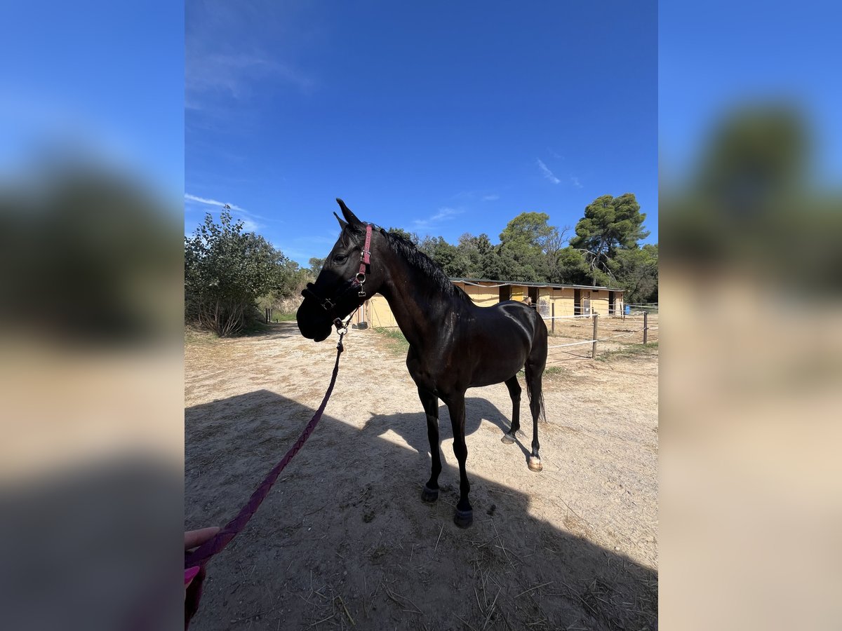 Hispano Arabian Mix Mare 15 years Black in Castellar del Valles Hispano Arabian Mix Mare 15 years Black in Castellar del Valles