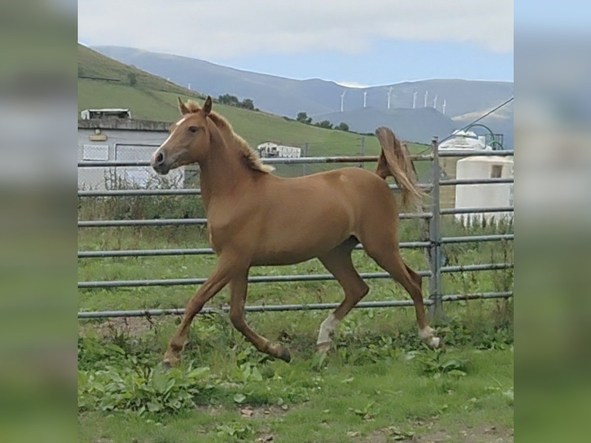 Hispano Arabian Mare 1 year Chestnut-Red in Salto Del Oso