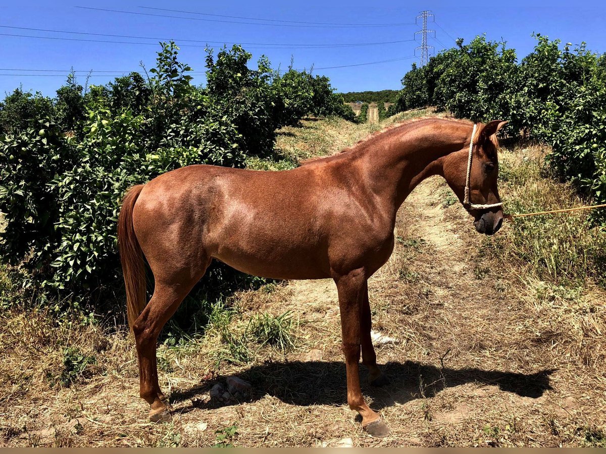 Hispano Arabian Mare 2 years 14,3 hh Chestnut-Red in GALAROZA (HUELVA)