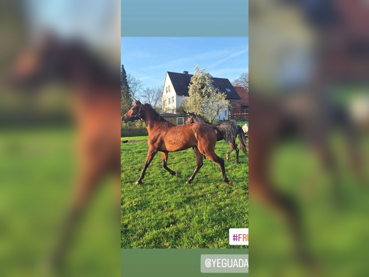 Hispano Arabian Mare 3 years 15,2 hh Brown in Menden