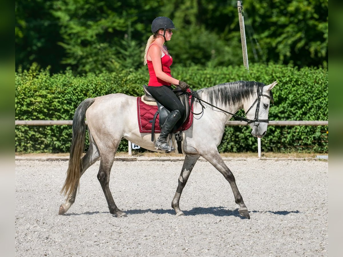 Hispano Arabian Mix Mare 4 years 14,2 hh Gray in Neustadt (Wied)