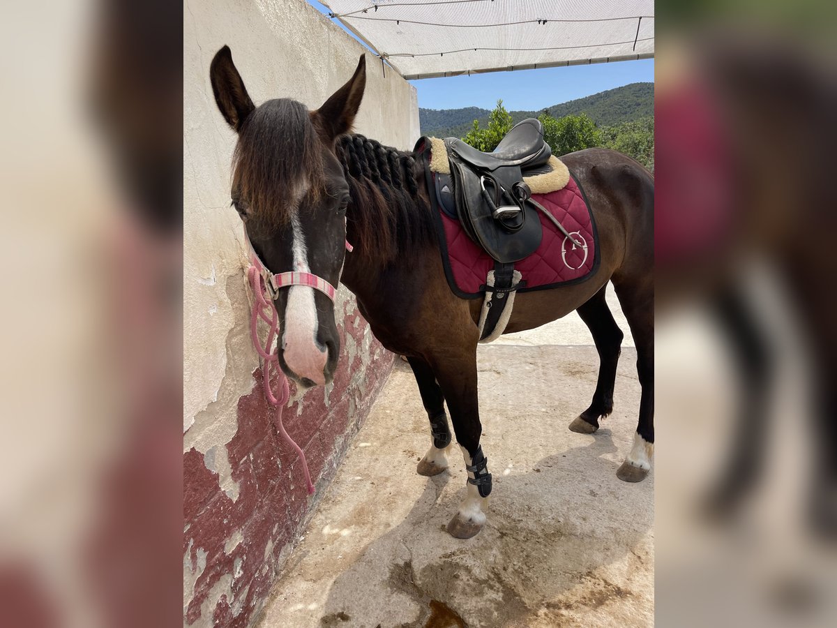 Hispano Arabian Mix Mare 6 years 14,2 hh Black in Calvia