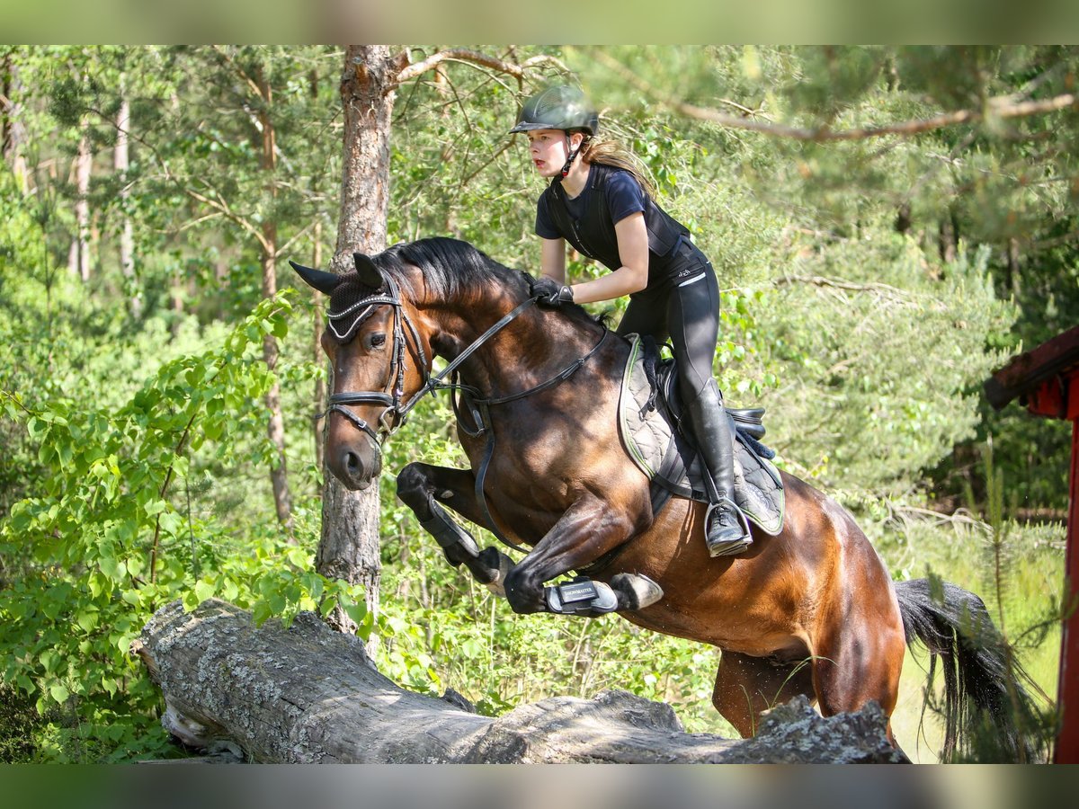 Hispano Arabian Mare 6 years 15,2 hh Brown in Schammelsdorf