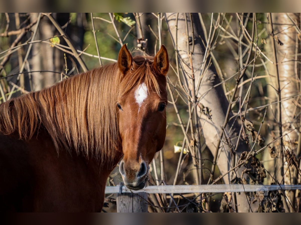 Hispano Arabian Mare 8 years 15,2 hh Chestnut-Red in Hürth