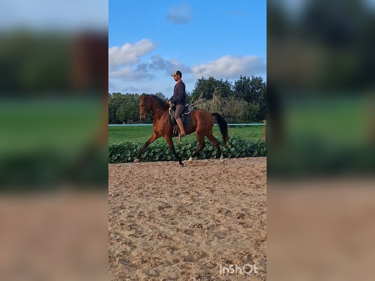 Hispano Arabian Mare 9 years 16 hh Brown in Montuiriri