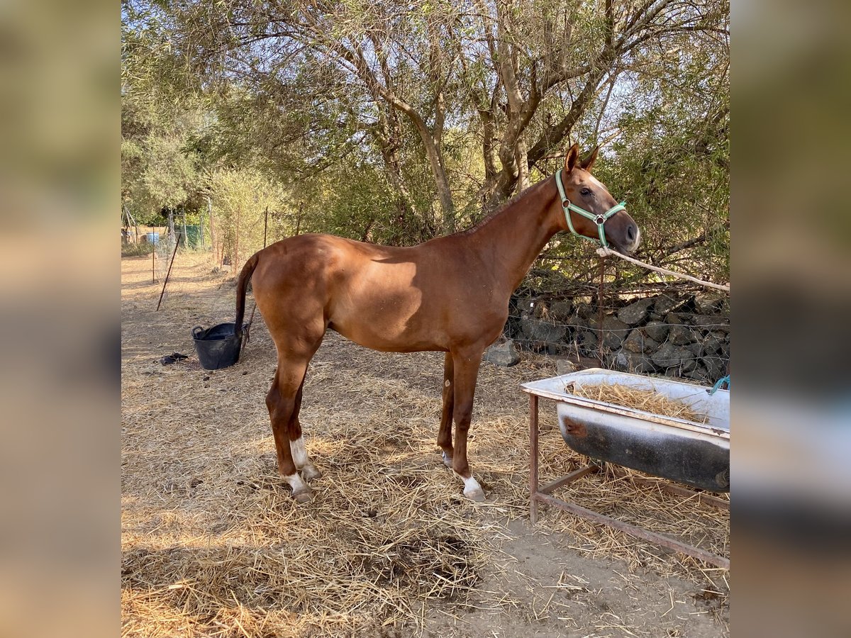 Hispano Arabian Stallion 1 year Chestnut-Red in Los Marines