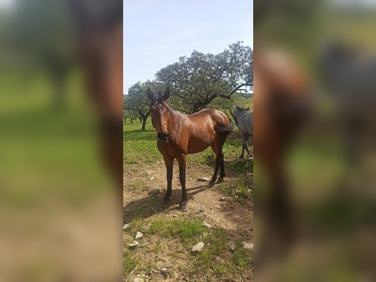 Hispano Arabian Stallion 3 years 15,2 hh Bay-Dark in Encinasola