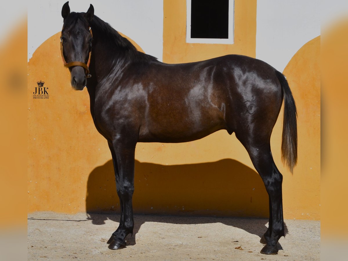 Hispano-arabier Mix Hengst 3 Jaar 157 cm Schimmel in Tabernas Almeria