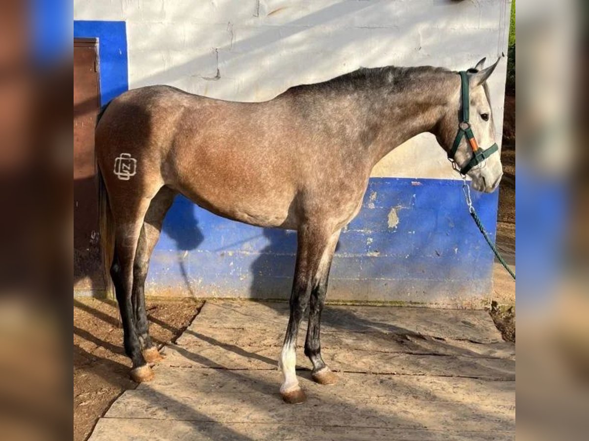 Hispano-arabier Merrie 3 Jaar 168 cm Schimmel in Sabadell Hispano-arabier Merrie 3 Jaar 168 cm Schimmel in Sabadell