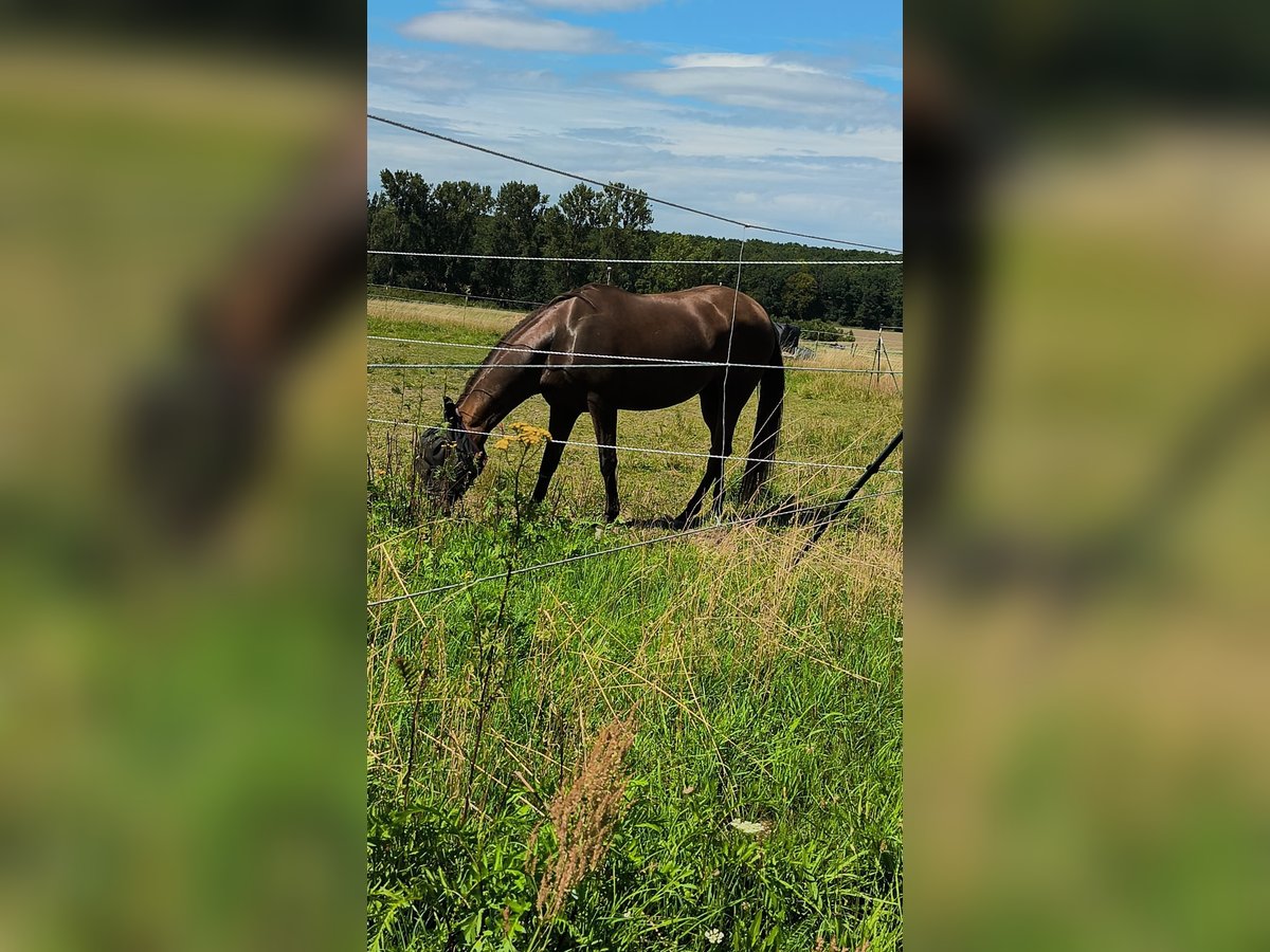 Hispano-arabier Merrie 9 Jaar 160 cm Bruin in Kolitzheim
