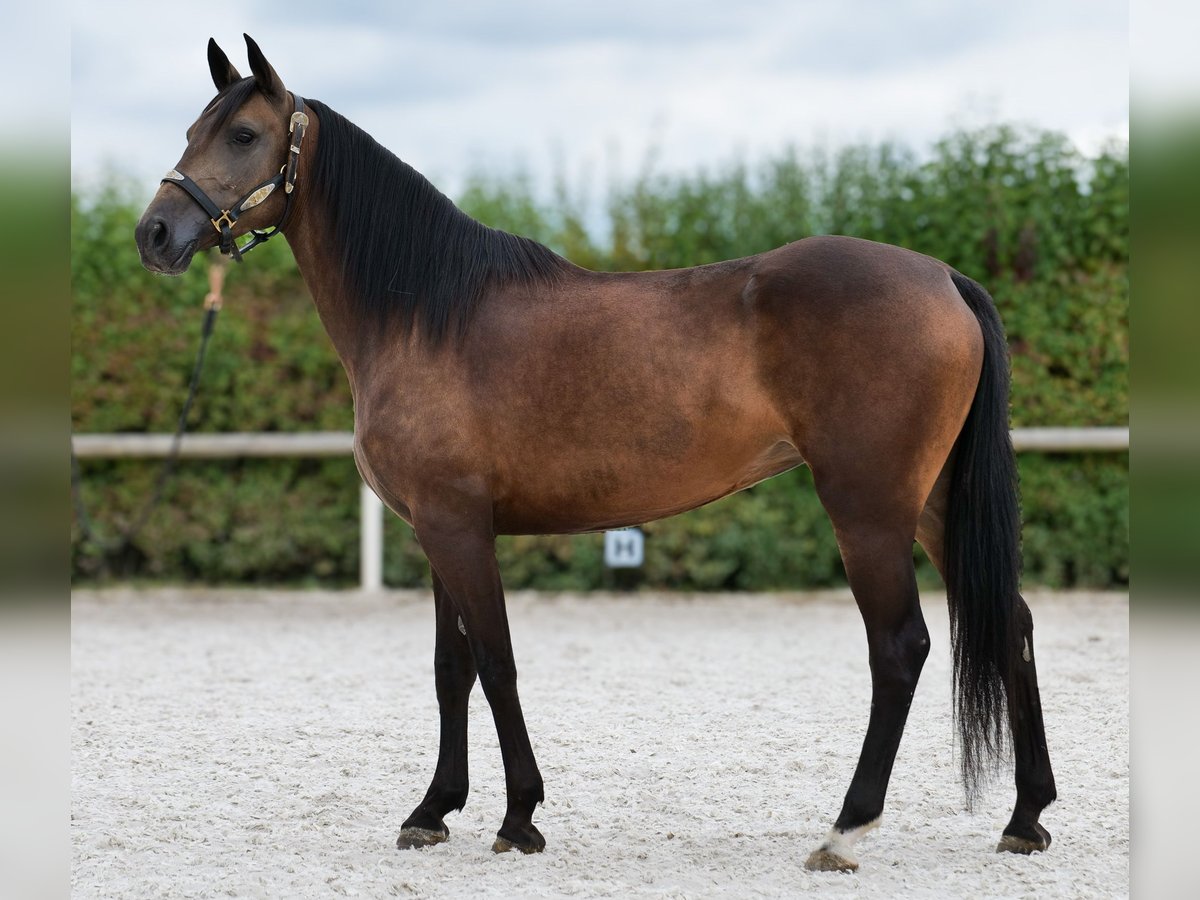 Hispano Mix Klacz 6 lat Jelenia in Neustadt (Wied)