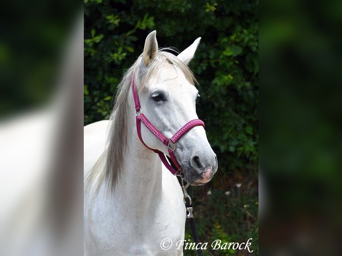 Hispano Klacz 7 lat 150 cm Siwa in Wiebelsheim