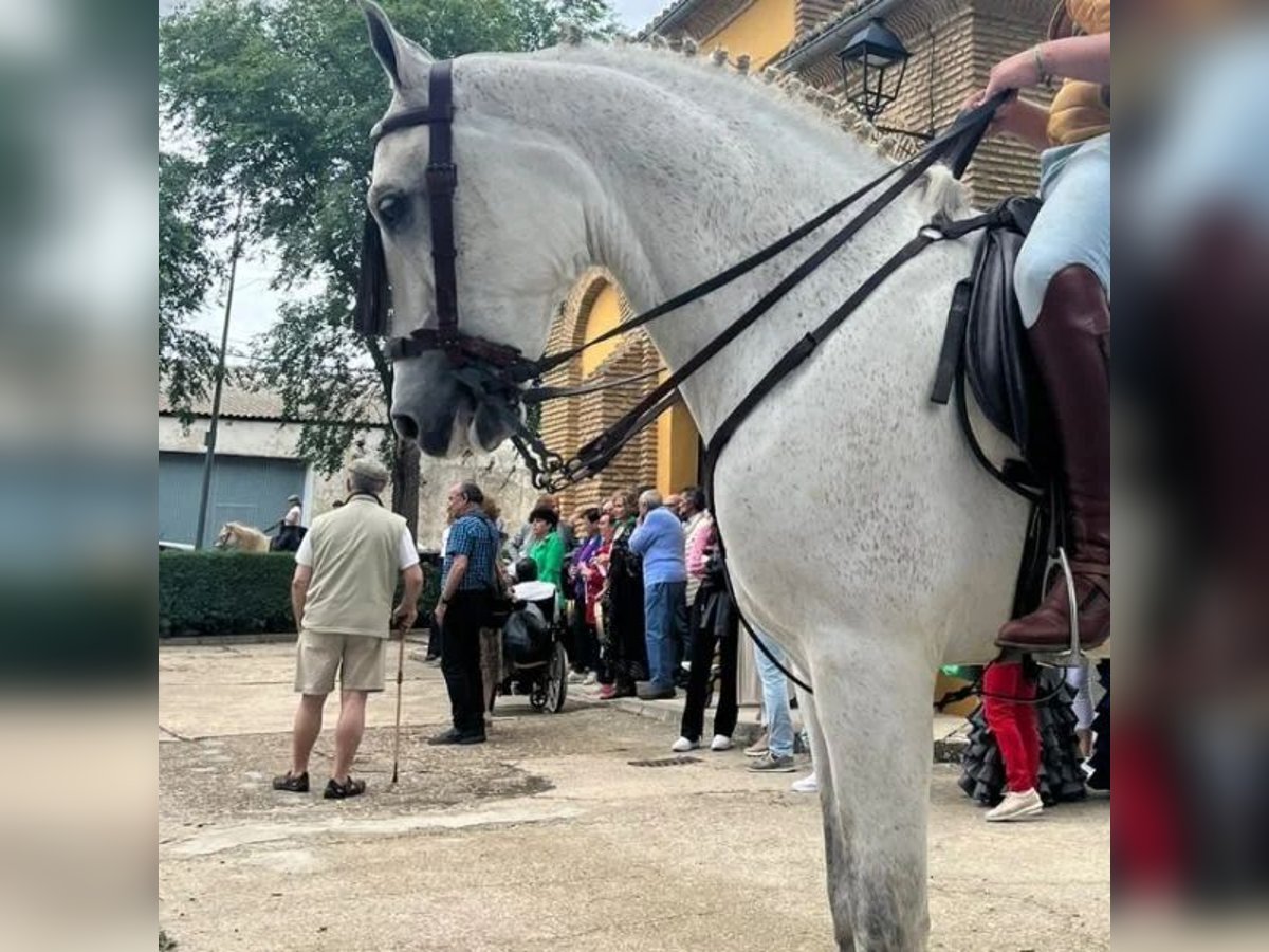 Hispano Wałach 12 lat 163 cm Siwa in Sabadell Hispano Wałach 12 lat 163 cm Siwa in Sabadell