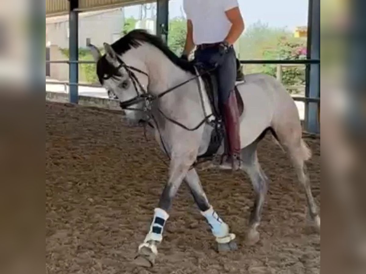 Hispano Wałach 3 lat 151 cm Siwa in Sabadell Hispano Wałach 3 lat 151 cm Siwa in Sabadell