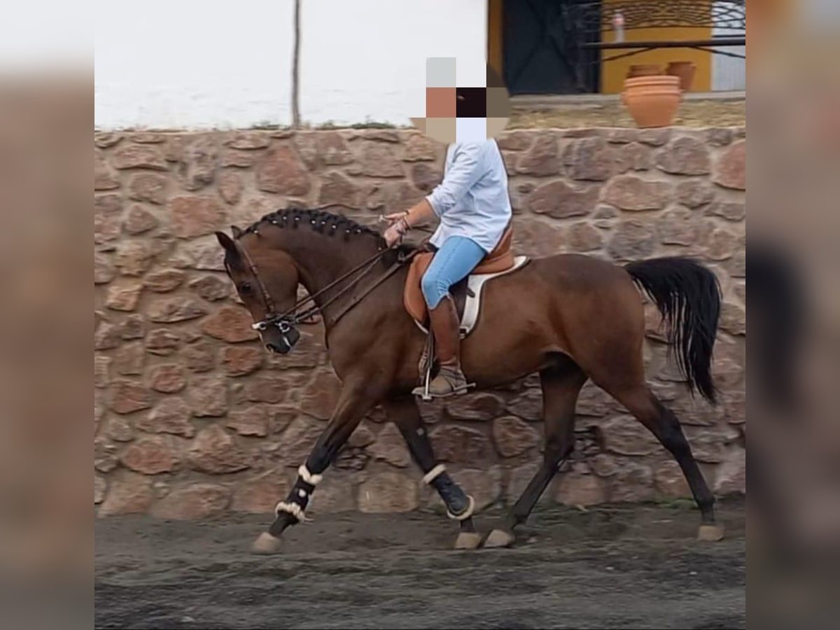 Hispano Wałach 3 lat 158 cm Gniada in Aracena