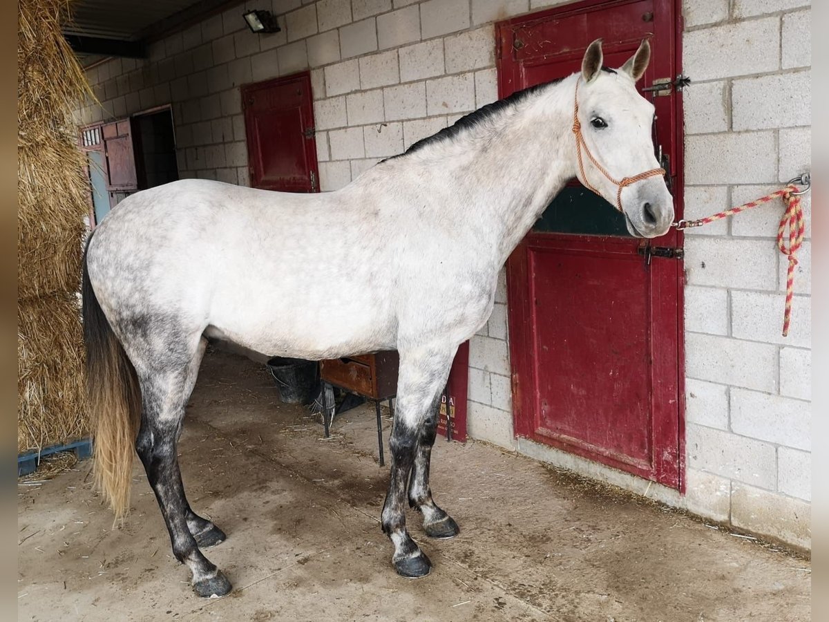 Hispano Wałach 12 lat 160 cm Siwa in Badajoz