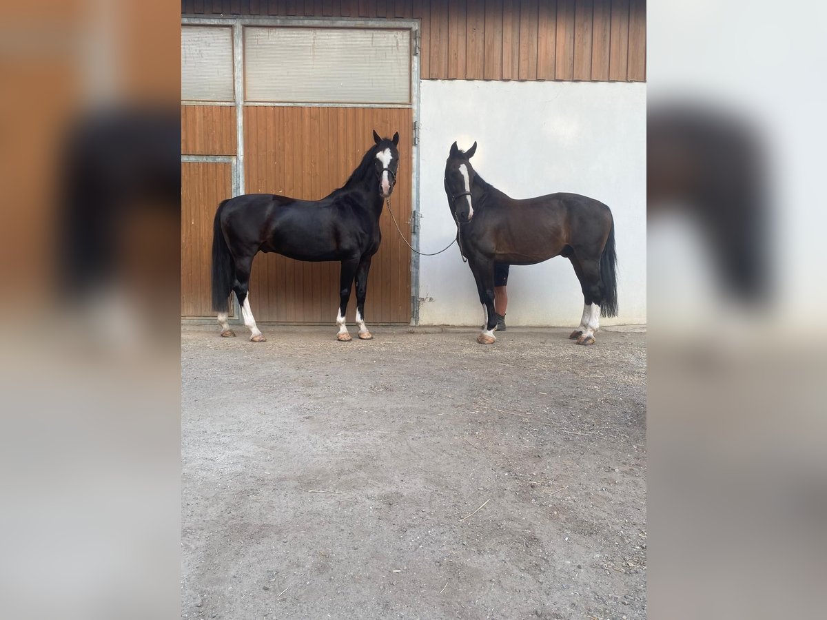 Holländsk körhäst Valack 11 år 167 cm Svart in Wimpassing an der Leitha