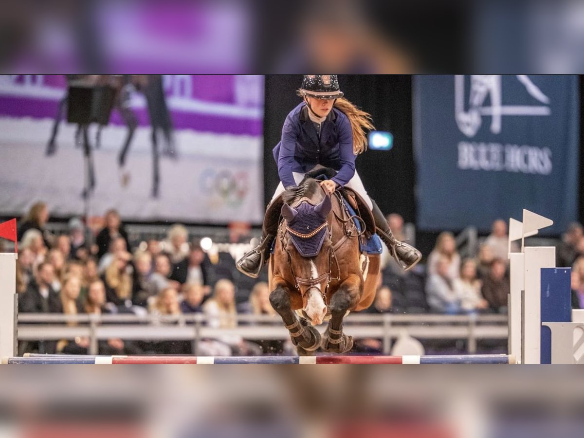 Holstein Castrone 10 Anni 168 cm Baio ciliegia in stenl&#xF8;se