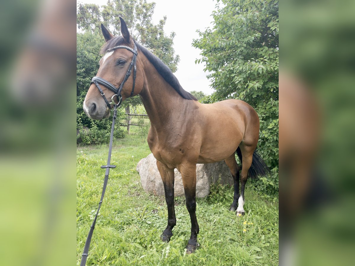 Holstein Castrone 12 Anni 168 cm Baio in Fehrbellin